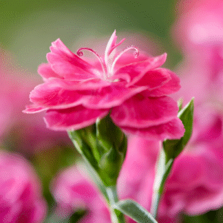 Dianthus Caryophyllus 'Peman'