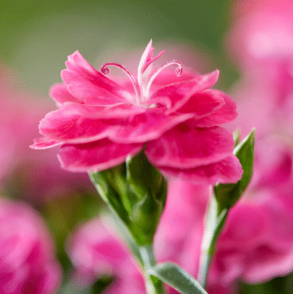 Dianthus Caryophyllus 'Peman'