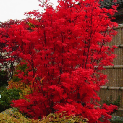 Acer Japanese Maple Tree - Skeeters Broom - Large Circa 100-120cm Tall