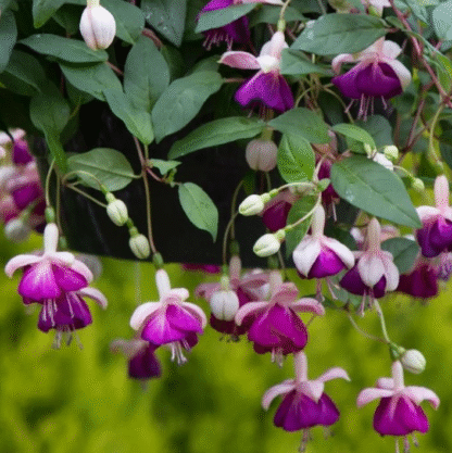 Fuchsia 'Eva Boerg' - White & Purple Trailing Fuchsia