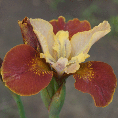 Iris Sibirica 'Drink Your Tea'
