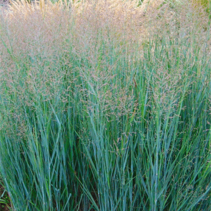 Panicum Virgatum 'Heavy Metal'