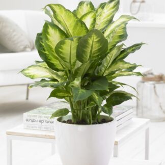 Dieffenbachia 'Compacta' - Foliage House Plant With White Display Pot