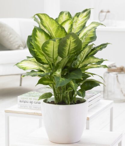 Dieffenbachia 'Compacta' - Foliage House Plant With White Display Pot