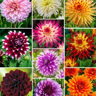 Premium Varieties Dahlia Collection - Special Decorative Mix - Pack of Twenty
