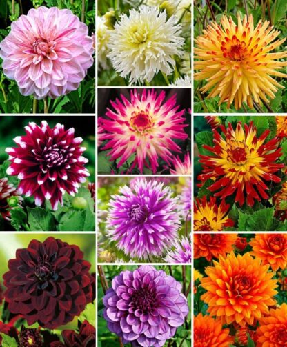 Premium Varieties Dahlia Collection - Special Decorative Mix - Pack of Twenty