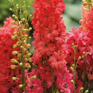 Delphinium 'Red Lark' - Rare 'Coral-Red' Delphinium - in Bud & Bloom