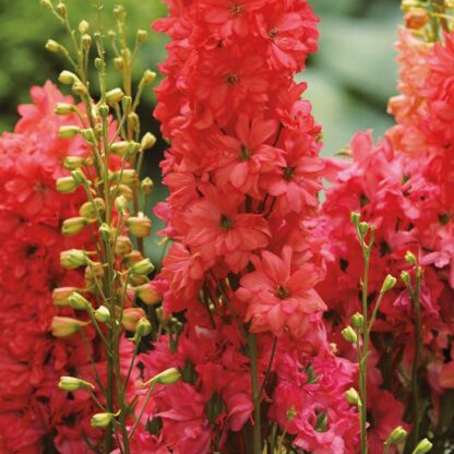 Delphinium 'Red Lark' - Rare 'Coral-Red' Delphinium - in Bud & Bloom