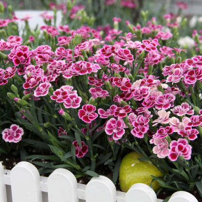 Dianthus Pink Kisses - Fragrant Pink - in Bud & Bloom