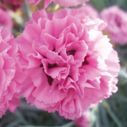 Dianthus Pink Ruffles
