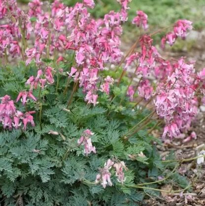 Dicentra Pink Diamonds