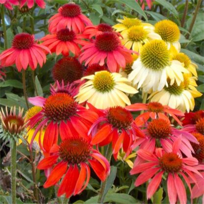 Echinacea Cheyenne Spirit - Pack of Ten Coneflower Plants in Amazing Colours