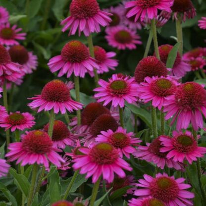 Echinacea Purpurea Delicious Candy - Double Cone Flower Plants