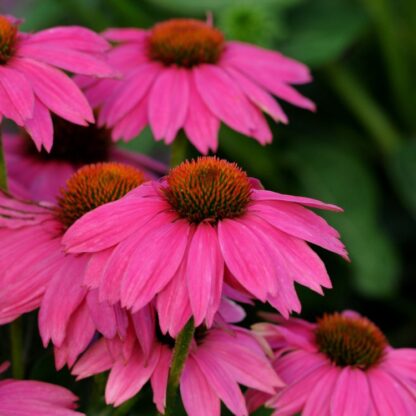 Echinacea Purpurea Pow Wow Wild Berry - Compact Purple Cone Flower