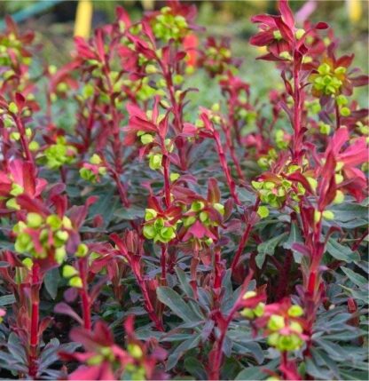 Euphorbia Amygdaloides Purpurea - Purple Leaf Euphorbias