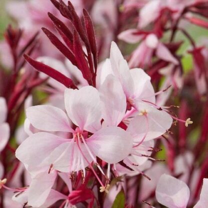 Gaura Lindheimeri 'Gaudi Pink' - in Bud & Bloom