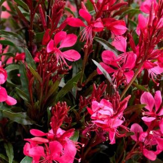 Gaura Lindheimeri 'Gaudi Red' - in Bud & Bloom