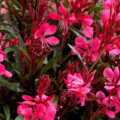 Gaura Lindheimeri 'Gaudi Red' - in Bud & Bloom