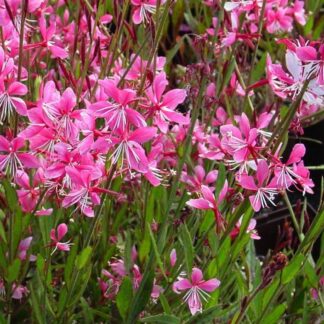 Gaura Siskiyou Pink - in Bud & Bloom