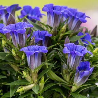 Gentiana Scabra Blue Heart - Gentian