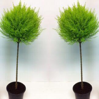Lemon Scented Evergeen Monterey Cypress Goldcrest Tree Lollipop