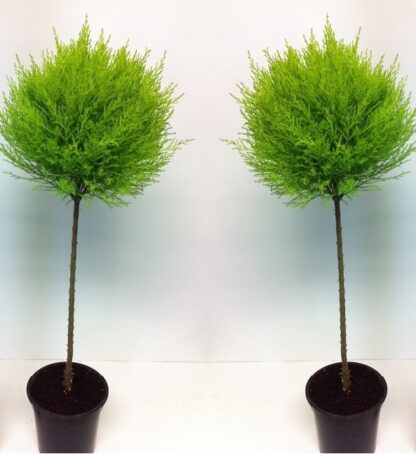 Lemon Scented Evergeen Monterey Cypress Goldcrest Tree Lollipop