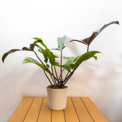 Philodendron 'Florida Bronze'