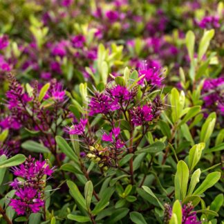 Hebe ‘bouquet’