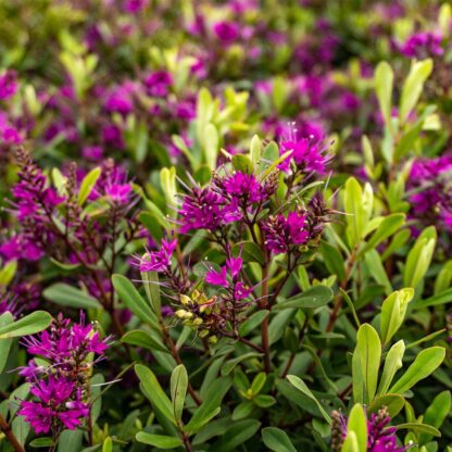 Hebe ‘bouquet’