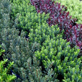 Hebe Magical Evergreen Assortment - Pack of Five
