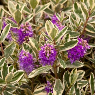 Variegated Hebe Andersonii Katrina