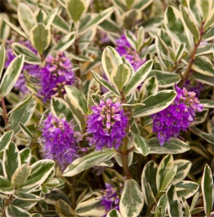 Variegated Hebe Andersonii Katrina
