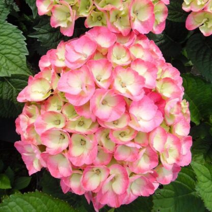 Hydrangea Rembrandt Dolce Chic Pink
