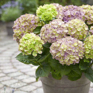 Hydrangea Rembrandt Bella Blue