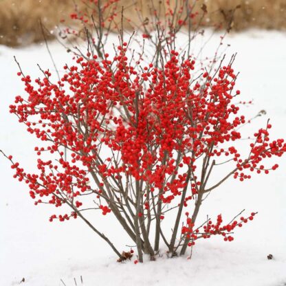 Ilex Verticillata 'Magical Berry' - Holly - Extra Large Specimen - Circa 140-160cm
