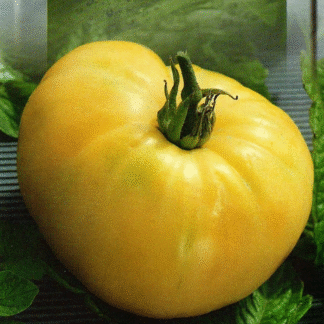 Tomato Plant 'Cherry White'