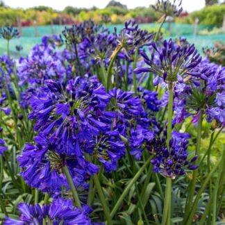 Agapanthus Midnight Sky - in Bud & Bloom