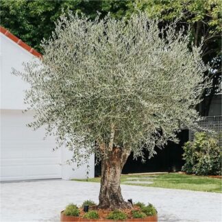Olive Tree - Olea Europa - Mediterranean Tuscan Olive Tree - Extra Large Chunky Trunked Specimen Circa 200cm Tall