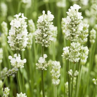 Lavandula Angustifolia Alba - Arctic Snow - Hardy White Edelweiss English Lavender - in Bud & Bloom