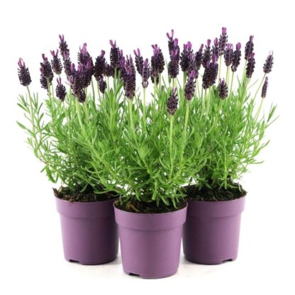 French Lavender - Lavender Stoechas Anouk - Midnight Purple Lavendula