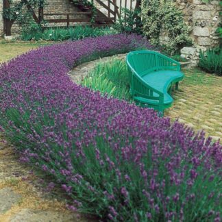 Fragrant Blue Scent English Lavender Plants - Lavandula Angustifolia 'Blue Scent'