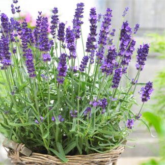 Large Lavendula Angustifolia Hidcote - XXXL English Lavender Hidcote Blue in Bud & Bloom