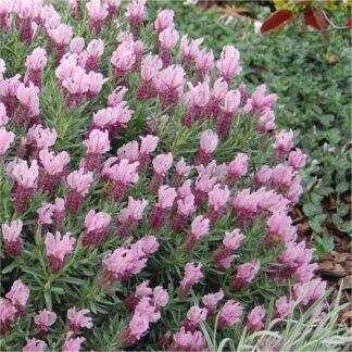 Lavandula Mulberry Ruffles - French Lavender Stoechas