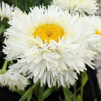 Leucathemum x Superbum Coconut - Shasta Daisy