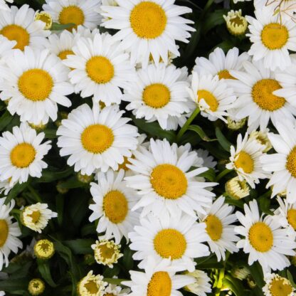 Leucanthemum x Superbum Snow Lady - Giant White Shasta Daisy Plants
