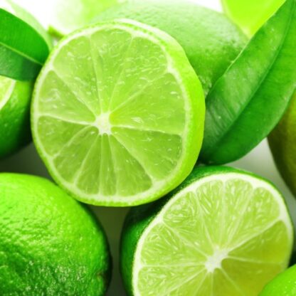 Large Citrus Aurantifolia Lime Tree - 60cms Tree