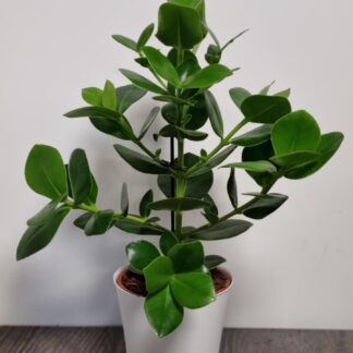 Clusia Rosea - Autograph Tree