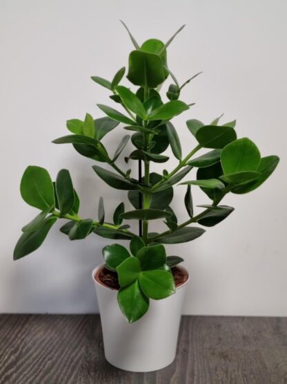 Clusia Rosea - Autograph Tree