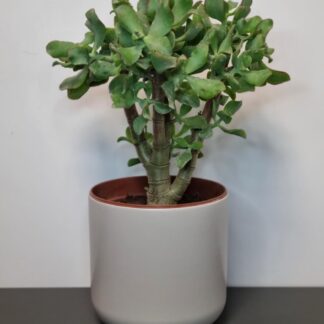 Crassula Ovata Undulata - Curly Jade Plant
