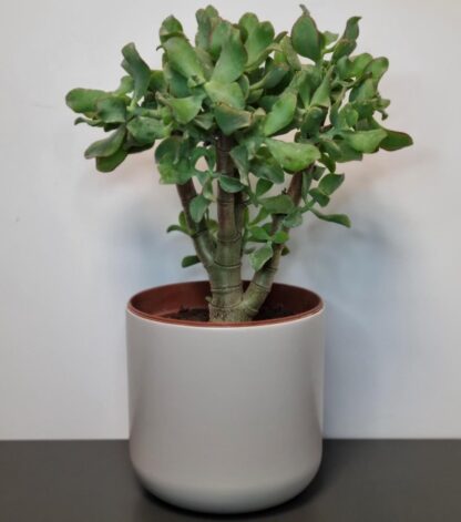 Crassula Ovata Undulata - Curly Jade Plant